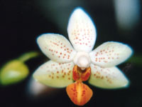 Phalaenopsis Micro Nova by W.Apel