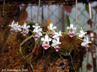 parishii by E. Kerschbaum