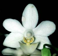 Phalaenopsis Formosa Dream by O.Gruss