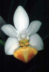 Phalaenopsis Anna-Larati Soekardi by O.Gruss