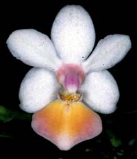 Phalaenopsis Partris by O.Gruss