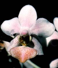 Phalaenopsis Pink Heart by O.Gruss