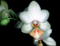 Phalaenopsis W�ssener Goldlobbii by O.Gruss