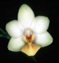 Phalaenopsis W�ssener Goldlobbii by O.Gruss