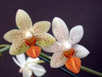 Phalaenopsis Mini Mark by W.Apel