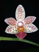 Phalaenopsis Fantasy Musick x bastianii by W.Apel
