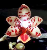 Phalaenopsis Victor Seested by O.Gruss