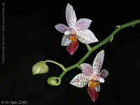 Phalaenopsis Fantasy Musick x bastianii by W.Apel
