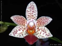 Phalaenopsis Fantasy Musick x bastianii by W.Apel