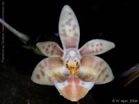 Phalaenopsis Arne Ulfers by W.Apel