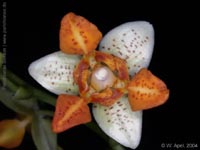Phalaenopsis Mini Mark by W.Apel