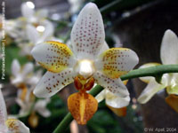 Phalaenopsis Mini Mark by W.Apel
