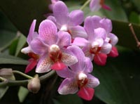 Phalaenopsis Mini Mark x pulcherrima by N.Baltes