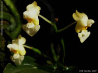 gibbosa cf. alba by M. G�nther