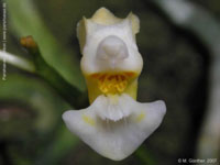 gibbosa cf. alba by M. G�nther