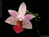 Phalaenopsis Fantasy Musick x bastianii by W.Apel