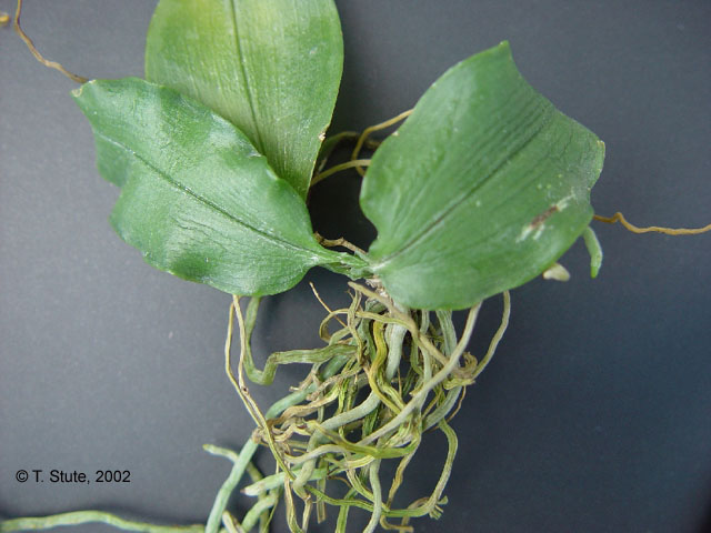 Habitus, frisch importiert