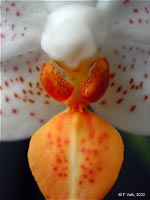 Phalaenopsis Mini Mark by F.Volk