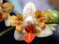 Phalaenopsis Mini Mark 'Dansweiler' f.A by W.Apel