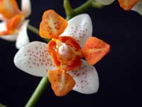 Phalaenopsis Mini Mark 'Dansweiler' f.B by W.Apel