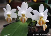 Phalaenopsis Micro Gem by Gordon H. Kenyon