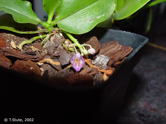 appendiculata in Bl�te