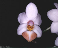 Phalaenopsis Pink Heart by Hou Tse Liu