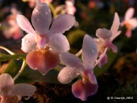 Phalaenopsis Partris by G.Keuntje